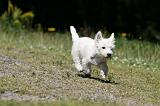 WESTIE 316